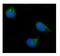 Hydroxysteroid 17-Beta Dehydrogenase 10 antibody, PB9336, Boster Biological Technology, Immunofluorescence image 