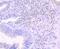 Lipocalin 2 antibody, NBP2-66935, Novus Biologicals, Immunohistochemistry paraffin image 