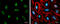 IAP2 antibody, GTX629402, GeneTex, Immunofluorescence image 