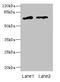 Ecto-NOX Disulfide-Thiol Exchanger 1 antibody, A62474-100, Epigentek, Western Blot image 