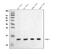 Fatty Acid Binding Protein 1 antibody, A02477, Boster Biological Technology, Western Blot image 