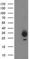 Phenylethanolamine N-Methyltransferase antibody, TA502856, Origene, Western Blot image 