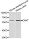 Carnitine O-Acetyltransferase antibody, A6365, ABclonal Technology, Western Blot image 