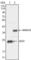 Lin-28 Homolog A antibody, abx011091, Abbexa, Western Blot image 