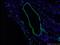 CNN1 antibody, 13938-1-AP, Proteintech Group, Immunofluorescence image 