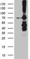 Methyltransferase Like 3 antibody, TA811770, Origene, Western Blot image 