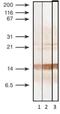 Procalcitonin antibody, MA1-20889, Invitrogen Antibodies, Western Blot image 