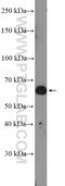 Rap1 GTPase-GDP dissociation stimulator 1 antibody, 10377-1-AP, Proteintech Group, Western Blot image 