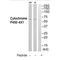 Cytochrome P450 4X1 antibody, PA5-50178, Invitrogen Antibodies, Western Blot image 
