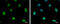 NOP56 Ribonucleoprotein antibody, GTX130973, GeneTex, Immunocytochemistry image 