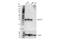 Cyclin D1 antibody, 55506S, Cell Signaling Technology, Western Blot image 