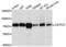 Cleavage Stimulation Factor Subunit 2 Tau Variant antibody, LS-C333404, Lifespan Biosciences, Western Blot image 