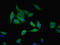 UDP-Galactose-4-Epimerase antibody, LS-C371331, Lifespan Biosciences, Immunofluorescence image 