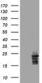 Visinin Like 1 antibody, TA802102, Origene, Western Blot image 