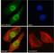 DNA mismatch repair protein Mlh3 antibody, NBP2-78702, Novus Biologicals, Immunocytochemistry image 