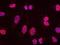 Ubiquitin Specific Peptidase 7 antibody, NB100-513, Novus Biologicals, Proximity Ligation Assay image 