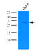 Potassium Channel Tetramerization Domain Containing 15 antibody, AM09364PU-S, Origene, Western Blot image 