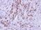 MX Dynamin Like GTPase 1 antibody, PA5-22101, Invitrogen Antibodies, Immunohistochemistry frozen image 