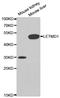 LETM1 Domain Containing 1 antibody, LS-C335200, Lifespan Biosciences, Western Blot image 