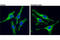Sequestosome 1 antibody, 88588S, Cell Signaling Technology, Immunofluorescence image 