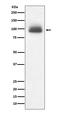 Nuclear Receptor Subfamily 3 Group C Member 1 antibody, M00503, Boster Biological Technology, Western Blot image 