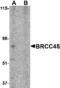 BRISC And BRCA1 A Complex Member 2 antibody, MBS150821, MyBioSource, Western Blot image 