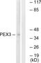Peroxisomal biogenesis factor 3 antibody, PA5-39329, Invitrogen Antibodies, Western Blot image 