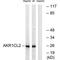 Aldo-Keto Reductase Family 1 Member E2 antibody, PA5-49973, Invitrogen Antibodies, Western Blot image 