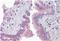 Vasoactive Intestinal Peptide Receptor 1 antibody, AP10557PU-N, Origene, Immunohistochemistry frozen image 