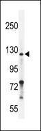 Neuropilin 2 antibody, 55-925, ProSci, Western Blot image 