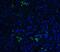 B lymphocyte stimulator antibody, A01257-1, Boster Biological Technology, Immunofluorescence image 