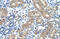 Transmembrane Protein 8B antibody, 29-665, ProSci, Western Blot image 