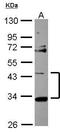 StAR-related lipid transfer protein 7, mitochondrial antibody, GTX116640, GeneTex, Western Blot image 