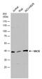 MHC Class I Polypeptide-Related Sequence B antibody, PA5-78061, Invitrogen Antibodies, Western Blot image 