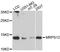 Mitochondrial Ribosomal Protein S12 antibody, abx126186, Abbexa, Western Blot image 