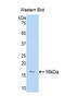 Htra antibody, LS-C294536, Lifespan Biosciences, Western Blot image 