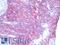 Gap Junction Protein Alpha 1 antibody, LS-B9770, Lifespan Biosciences, Immunohistochemistry frozen image 