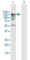 RHO Family Interacting Cell Polarization Regulator 1 antibody, H00079567-B01P-50ug, Novus Biologicals, Western Blot image 