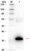 Carbonic anhydrase 2 antibody, R1068BS, Origene, Western Blot image 