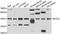 Branched Chain Amino Acid Transaminase 2 antibody, orb247957, Biorbyt, Western Blot image 