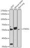 Fatty acid desaturase 1 antibody, 16-540, ProSci, Western Blot image 