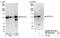 Epidermal Growth Factor Receptor Pathway Substrate 15 Like 1 antibody, NB100-88149, Novus Biologicals, Western Blot image 