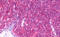 Protein-L-Isoaspartate (D-Aspartate) O-Methyltransferase antibody, MBS248201, MyBioSource, Immunohistochemistry frozen image 
