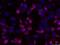 Immunoglobulin Mu DNA Binding Protein 2 antibody, NBP1-68921, Novus Biologicals, Immunofluorescence image 