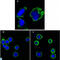 Ribosomal Protein S27 antibody, LS-C812842, Lifespan Biosciences, Immunofluorescence image 
