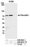 Pescadillo homolog antibody, A300-903A, Bethyl Labs, Immunoprecipitation image 