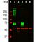 Vimentin antibody, M00235-5, Boster Biological Technology, Western Blot image 