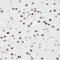 Zinc finger protein AEBP2 antibody, 22-914, ProSci, Immunohistochemistry paraffin image 
