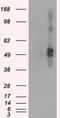 CD4 antibody, CF500482, Origene, Western Blot image 