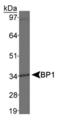 Distal-Less Homeobox 4 antibody, NB100-481, Novus Biologicals, Western Blot image 